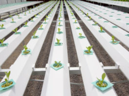 Idrocoltura 771 0 004 Idrocoltura_ok